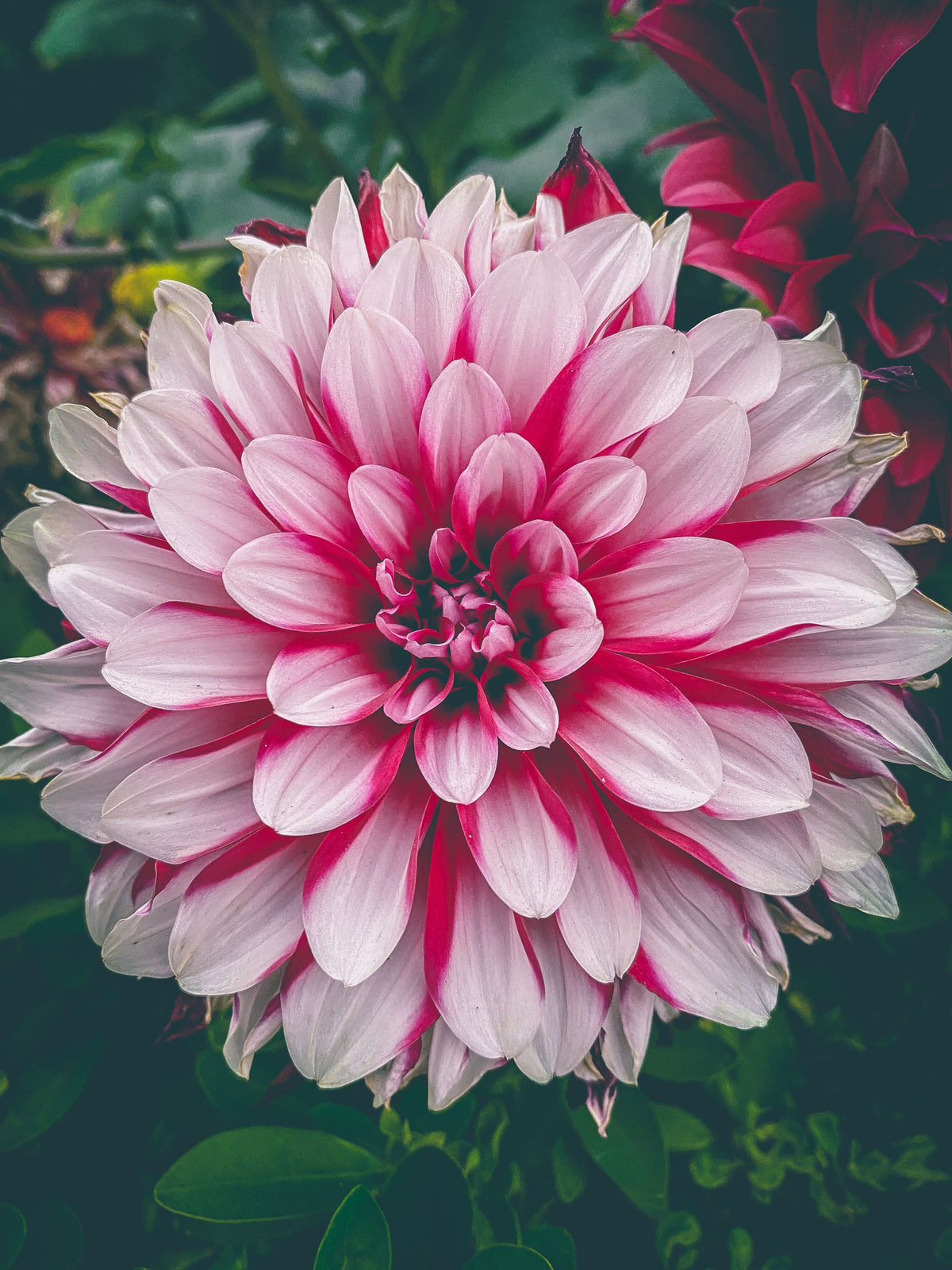 ダリアの花言葉