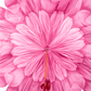 [長傘] ダリア×ピンク